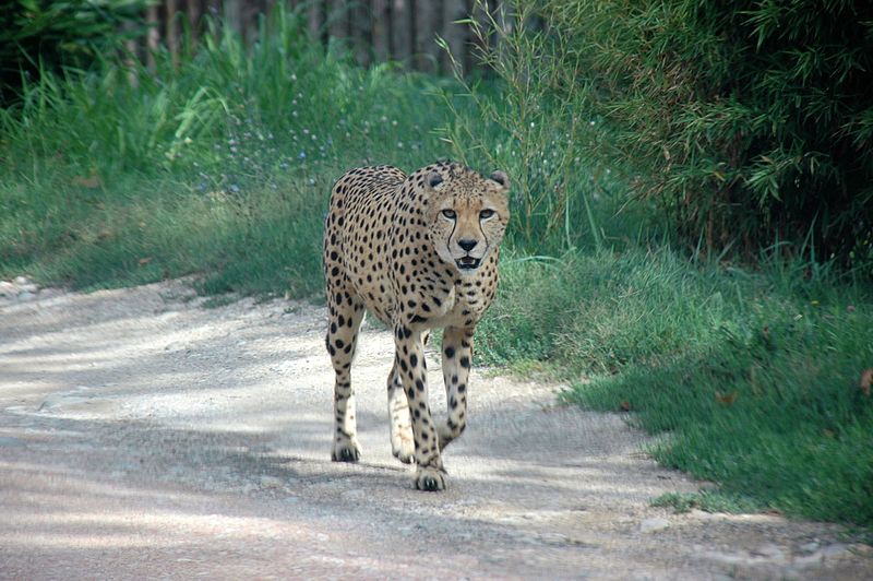 gepard parco natura viva zoo safari